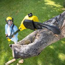 Why Choose Our Tree Removal Services in North Shore, CA?