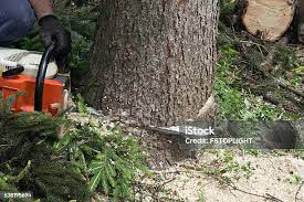 Best Tree Trimming and Pruning  in North Shore, CA