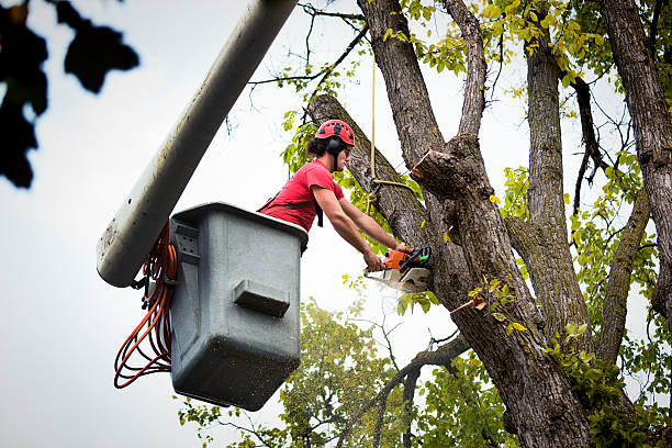 Reliable North Shore, CA  Tree Services Solutions